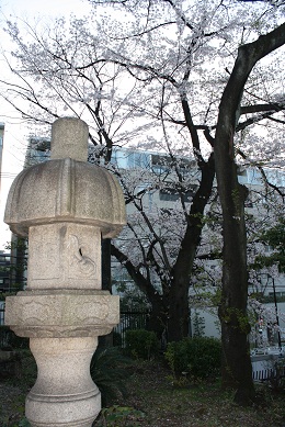 灯籠と桜