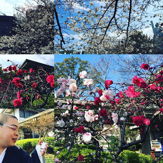 #乗泉寺 #桜 #渋谷桜の季節になりました。境内の花々もキレイに咲いています。ぜひお参詣ください。